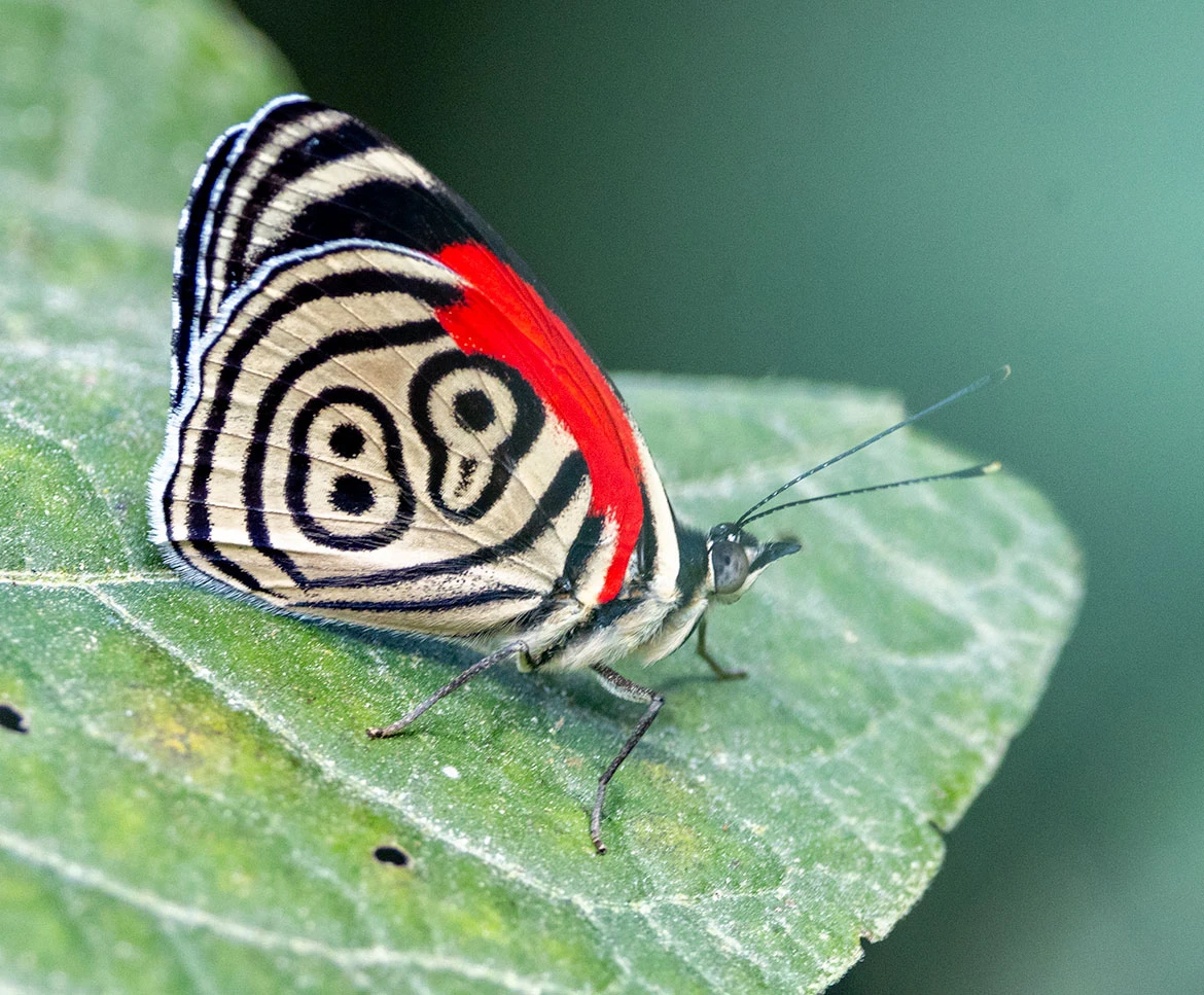 Widespread Eighty-eight (Cramer's Eighty-Eight) (Callicore hesperis), Minca, Colombia