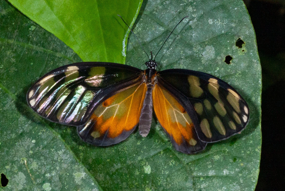 Crathis Tigerwing (Olyras crathis), Panama