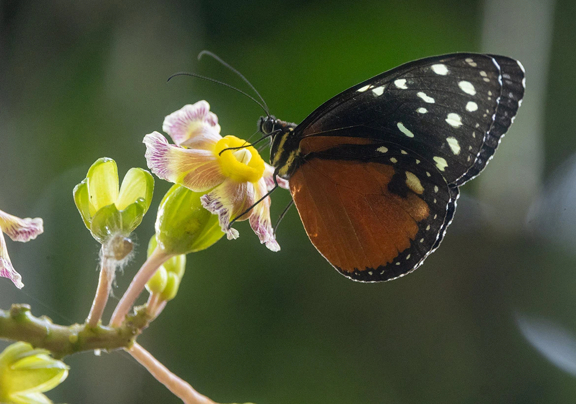 Cream-spotted Tigerwing (Tithorea tarricina), Cartago Province, Costa Rica