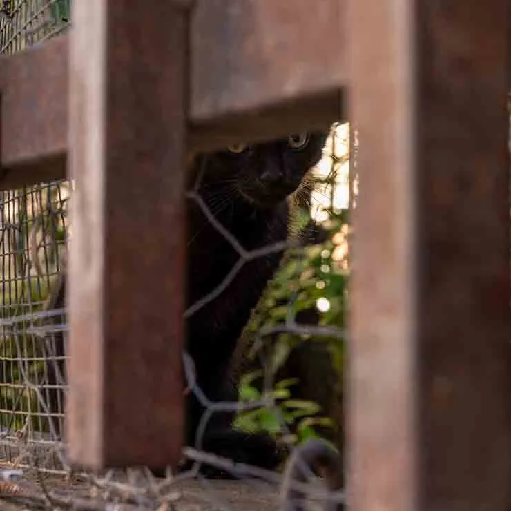 Black feral kitten at the Church of St. Euphemia in Rovinj, Croatia, where locals feed a small colony of stray cats.