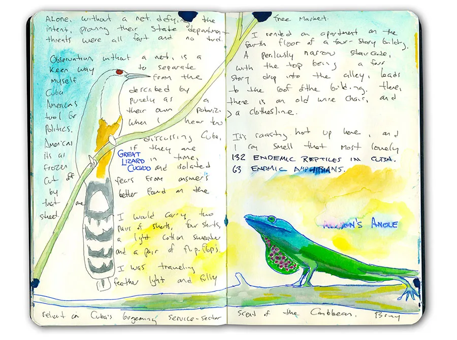 Cuba sketchbook spread with a great lizard cuckoo and a Cuban anole, with handwritten notes on endemic reptiles.