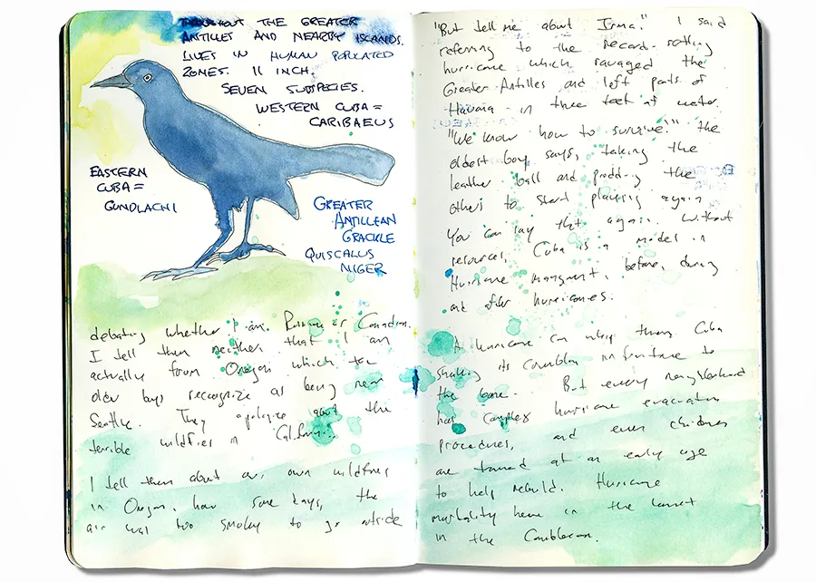 Cuba sketchbook spread with a greater Antillean grackle and handwritten notes on hurricanes.