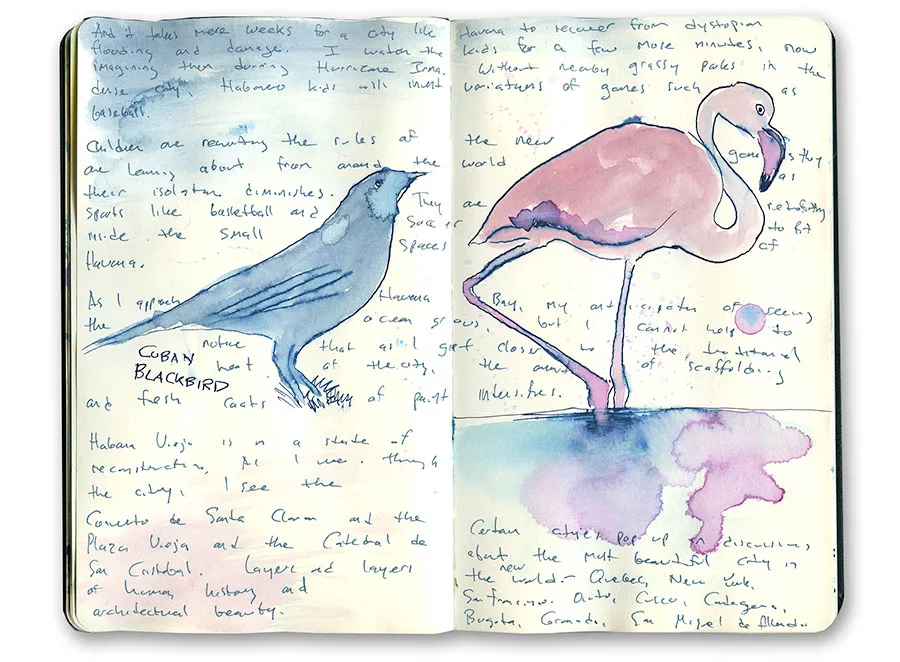 Cuba sketchbook spread with a Cuban blackbird and an American flamingo, with handwritten notes.