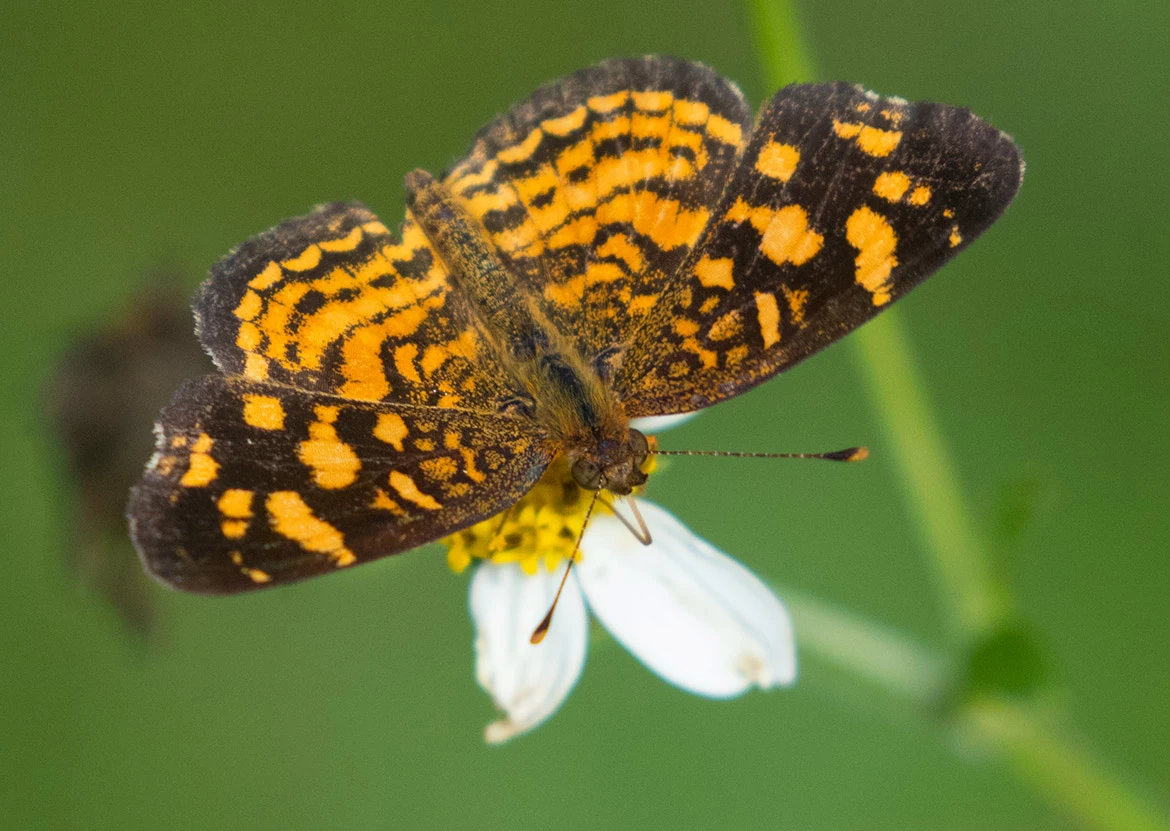 Cuban Crescent (Anthanassa frisia), near Havana, Cuba