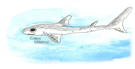 Ink and watercolor illustration of a Cuban dogfish, a small deepwater shark