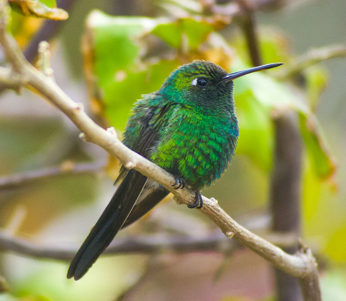 A Cuban emerald hummingbird, iridescent green with a forked black tail, perched on a bare branch