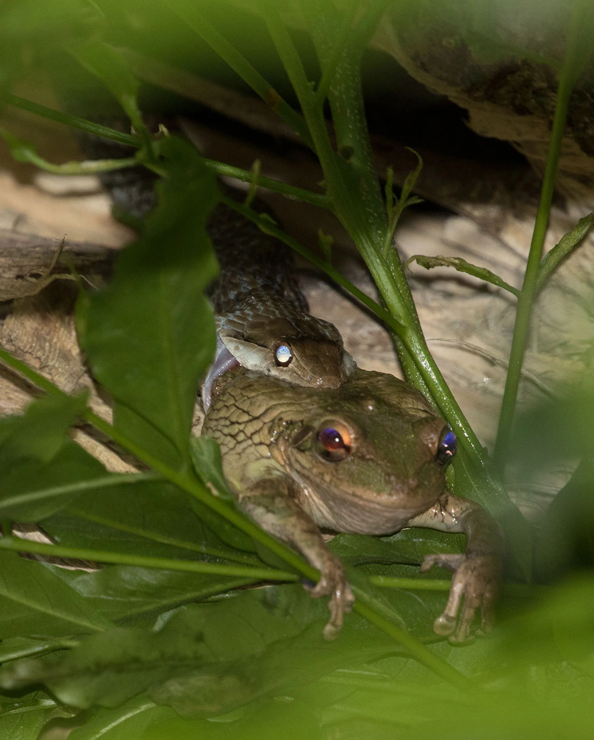 A Cuban snake devouring a frog in Parque Botánico Nacional near Havana, Cuba—an intimate glimpse of predator-prey interaction unfolding amid the dense tropical undergrowth.