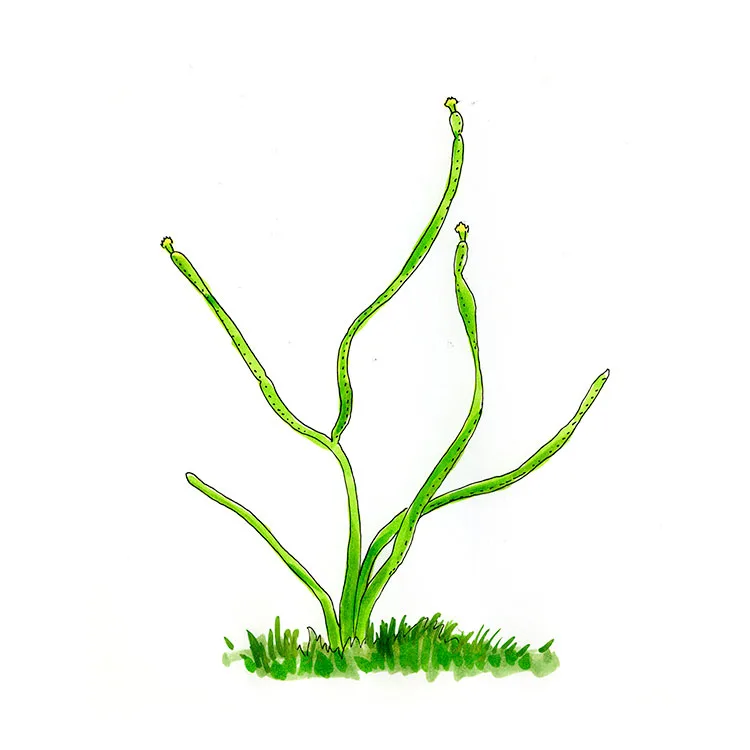 Watercolor illustration of a Cubera Island cactus (Leptocereus grantianus), a few thin, nearly spineless stems arching up from grass.