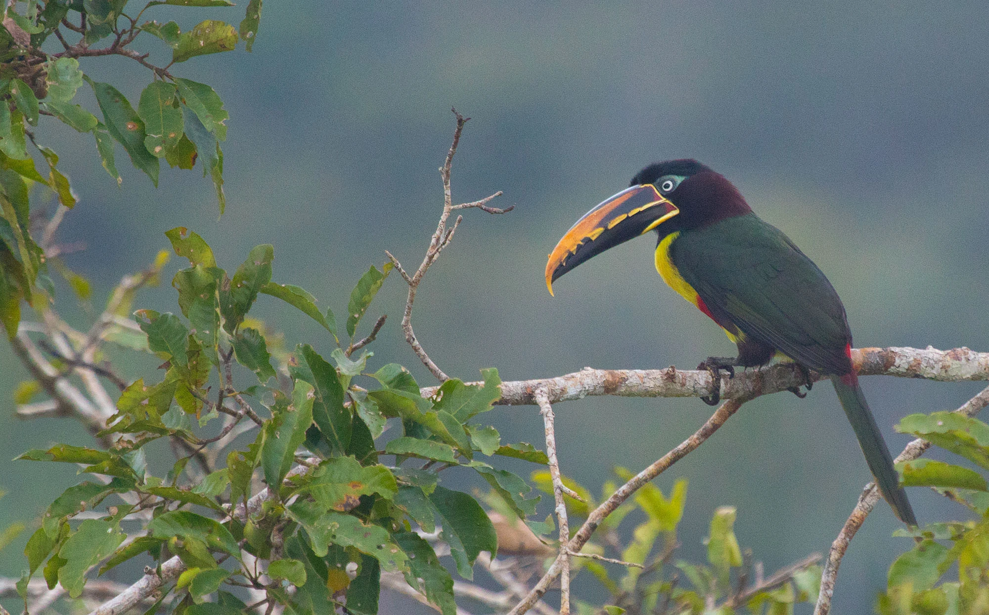 A Curl-crested Aracari perched on a rainforest branch, showing its black-and-orange bill, yellow breast, and dark green plumage against a soft Amazonian backdrop.