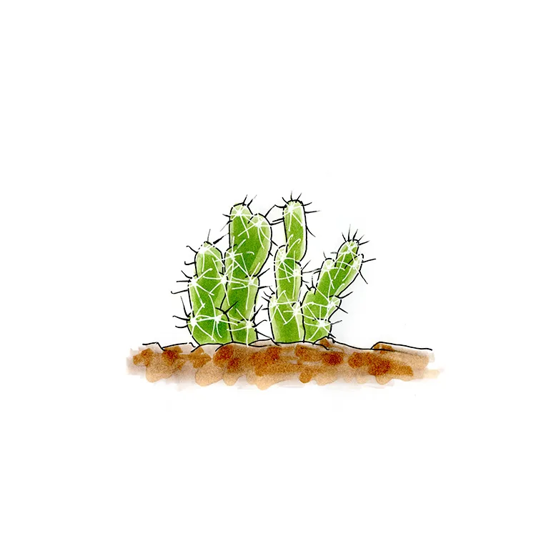 Watercolor illustration of a cursed cholla (Grusonia emoryi), a low cluster of short stems with long spines.