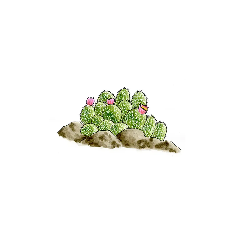 Watercolor illustration of a cushion foxtail cactus (Escobaria alversonii), a small cluster of spiny heads with pink flowers among rocks.