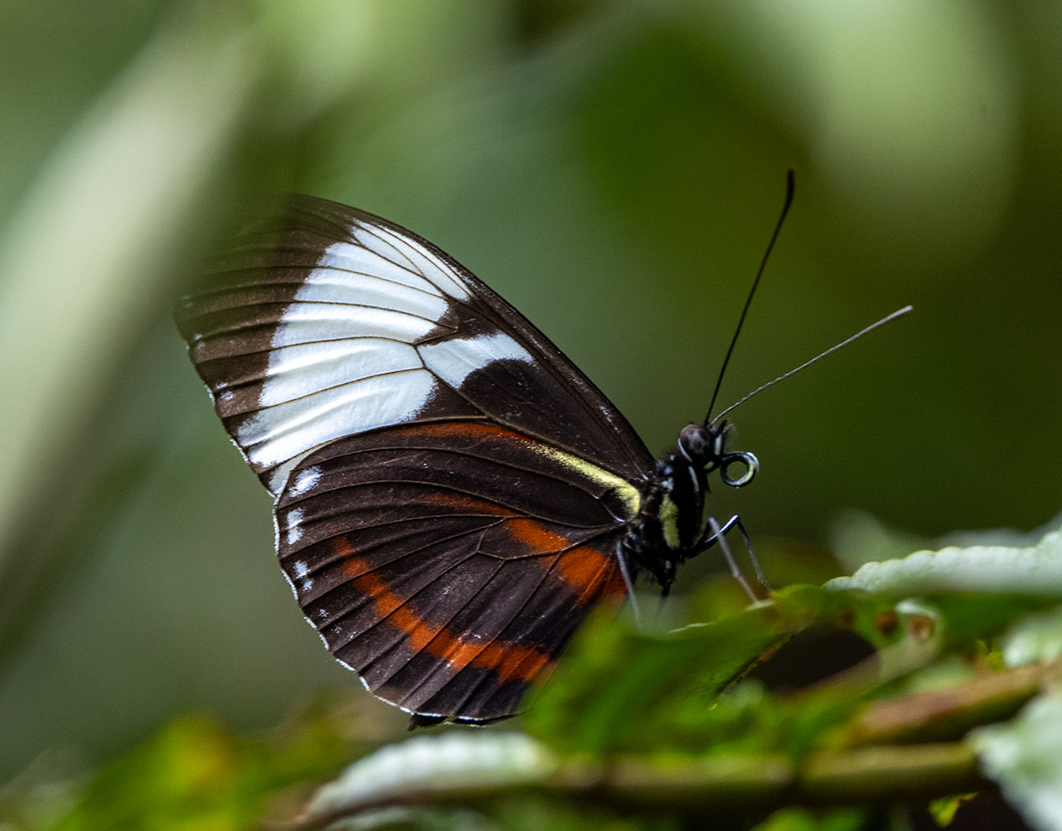 Cydno Longwing (Heliconius cydno), photographed in Cartago Province.