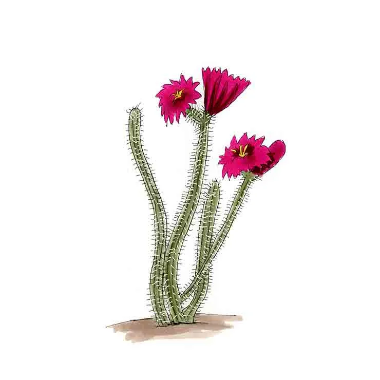 Watercolor illustration of a dahlia hedgehog cactus (Echinocereus poselgeri), pencil-thin gray stems with large magenta flowers.