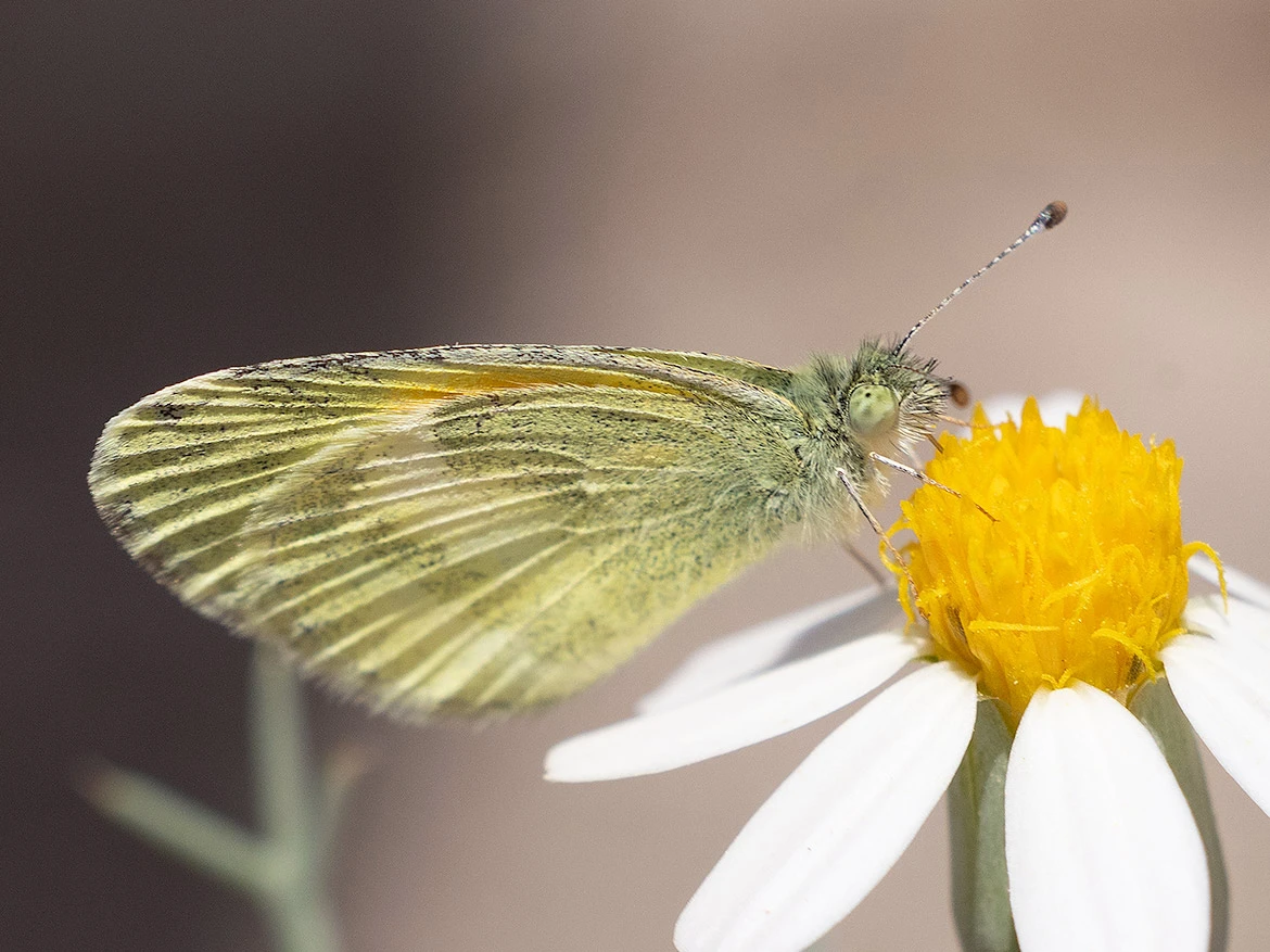 Dainty Sulphur (Nathalis iole), Loreto, Baja California Sur, Mexico