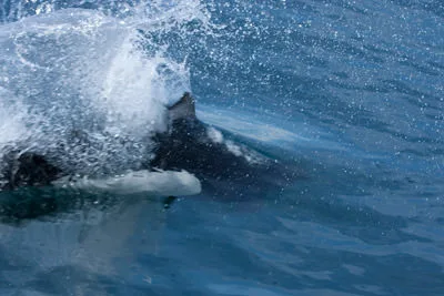 A Dall's porpoise (Phocoenoides dalli) surging through the surface in a rooster-tail of spray, its black-and-white body visible in blue water.