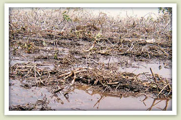 Uprooted, dead mangrove roots piled in muddy water on Great Guana Cay, Bahamas.
