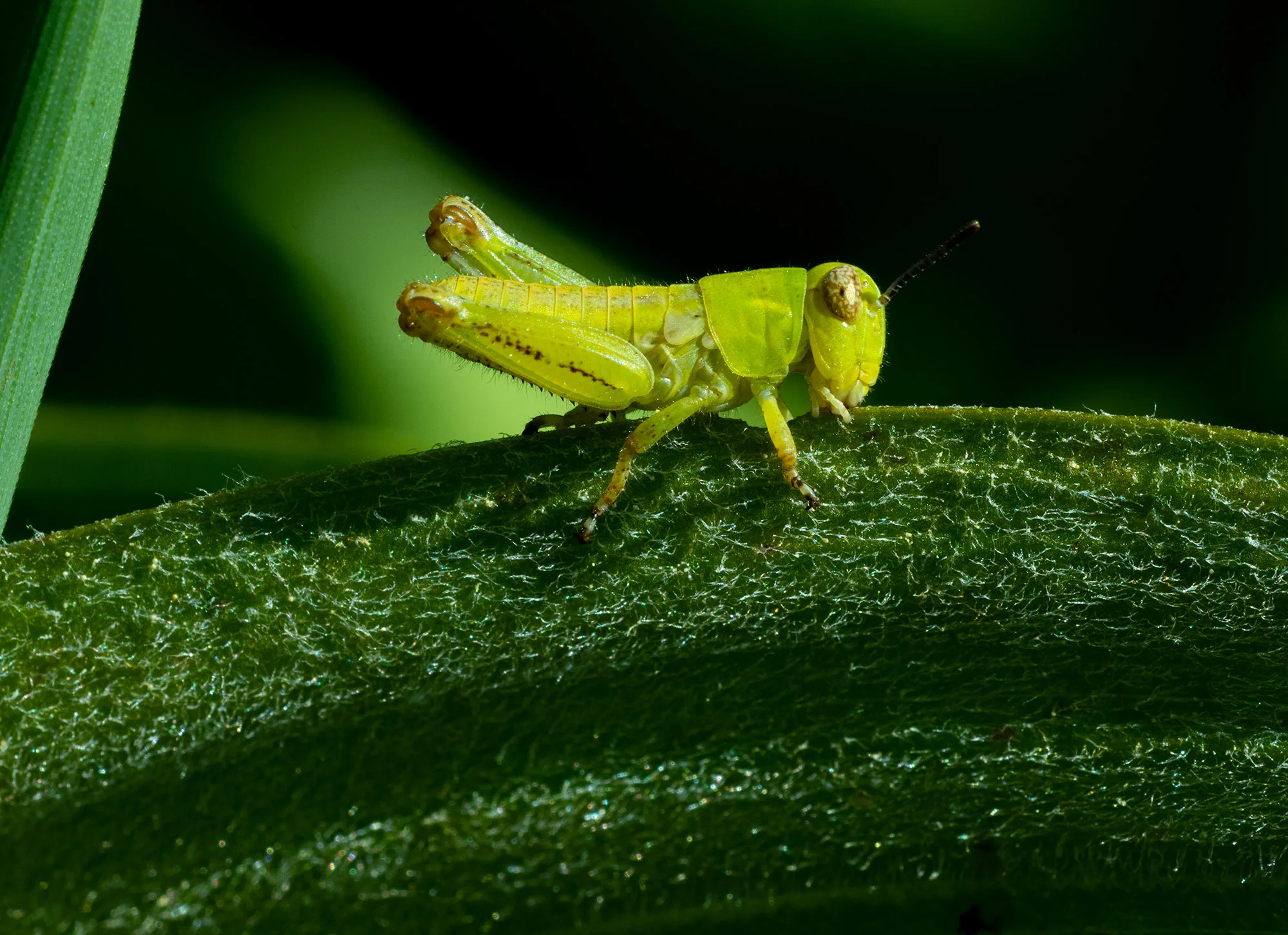 A Grasshopper juvenile photographed in a meadow in the Dark Divide