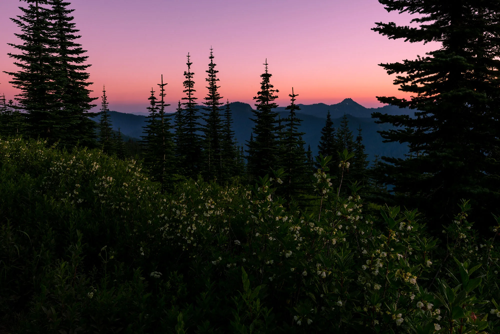 Subalpine firs silhouetted against a pink sunset above wildflower meadows in the Dark Divide Roadless Area.