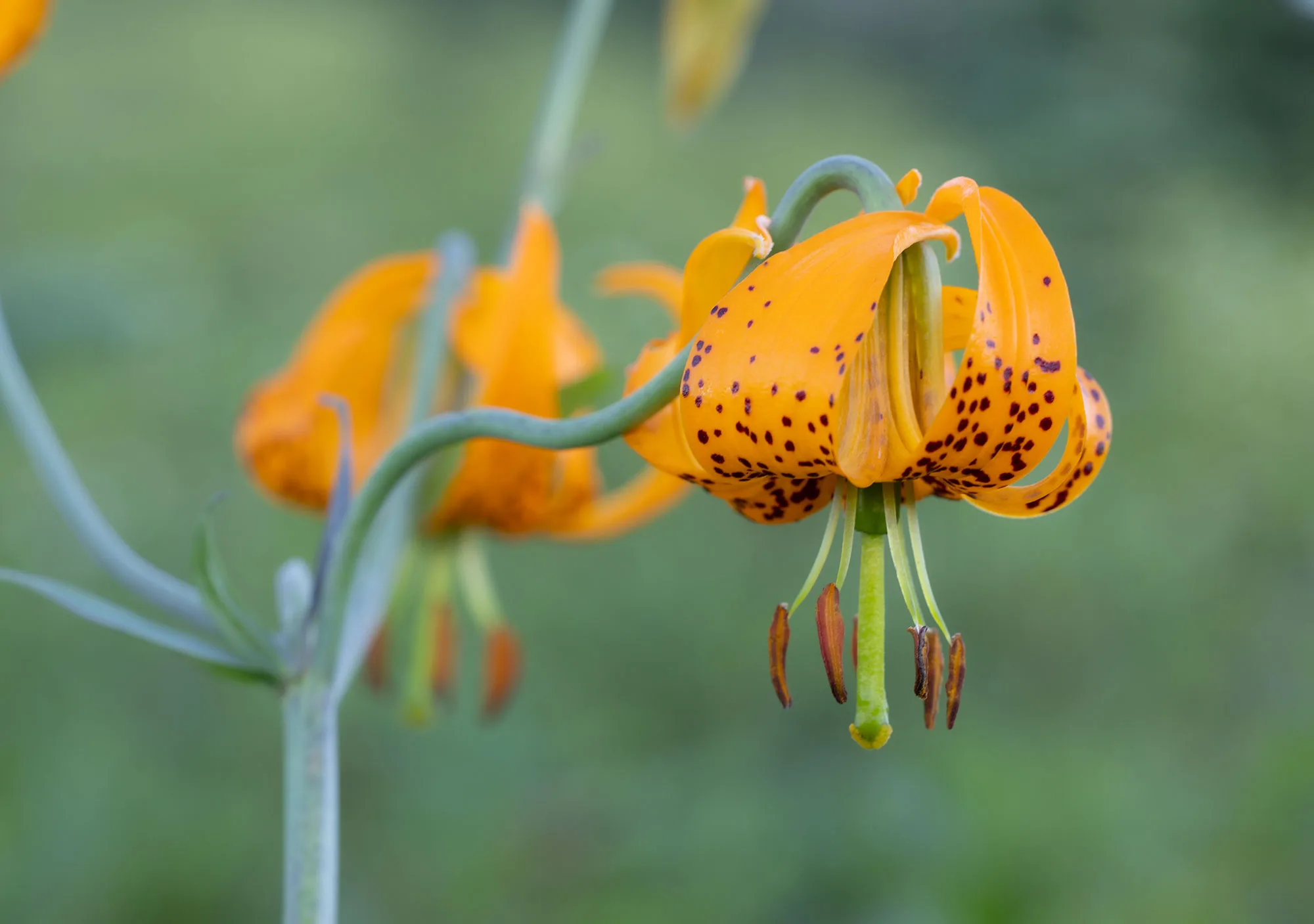 Tiger Lily growing in the Dark Divide Wilderness