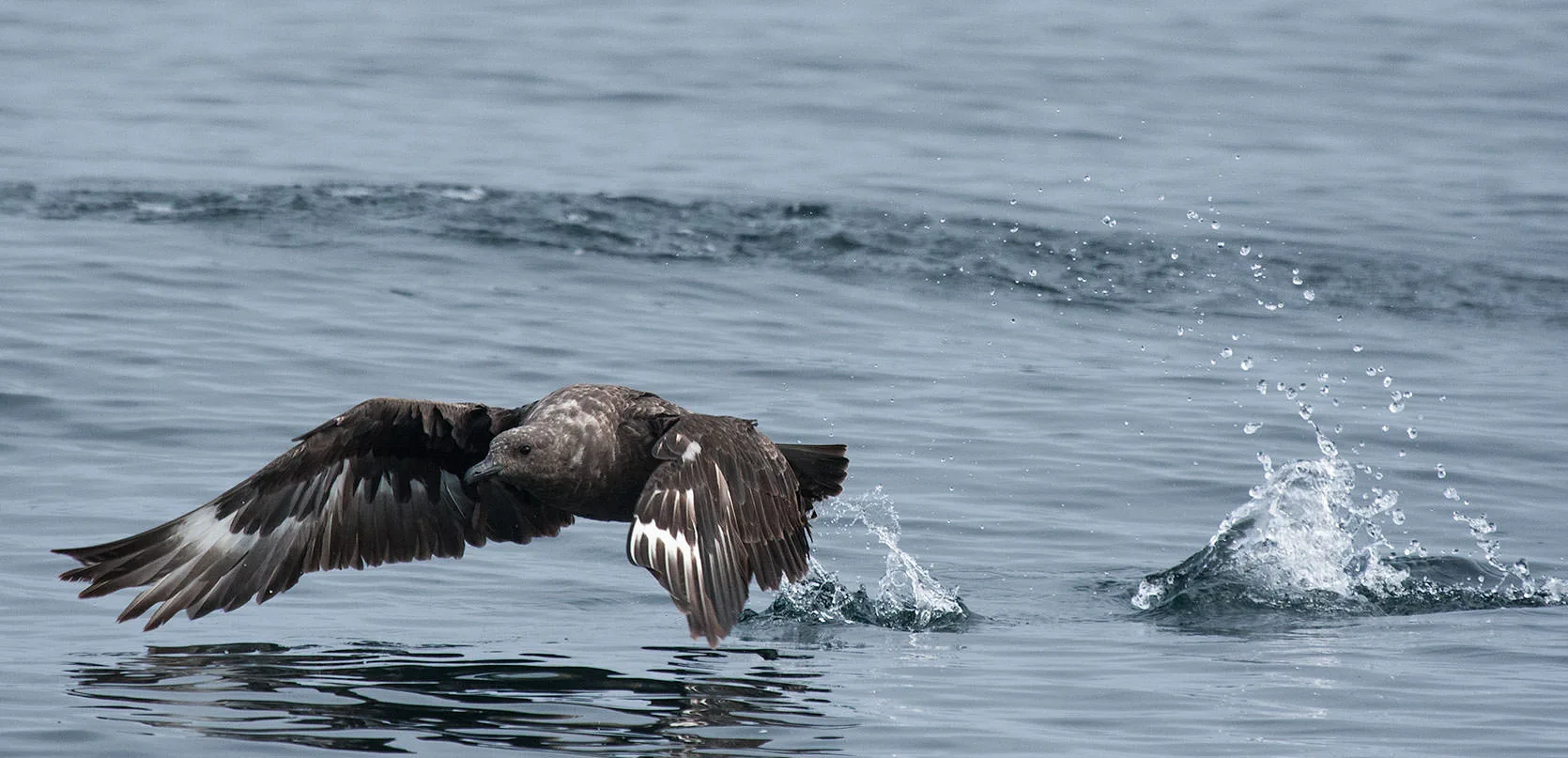 A dark South Polar Skua lifting off the ocean surface off Oregon, wings spread and spray flying.