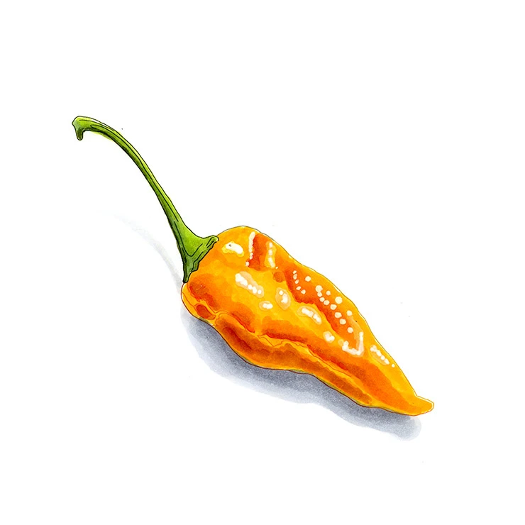 Datil pepper illustrated in watercolor and ink on a white background