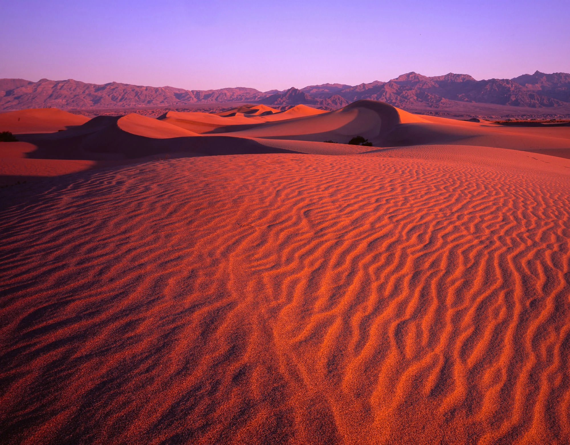 Wind-sculpted sand dunes glowing red and orange at sunset in Death Valley, with rippled textures in the foreground and distant mountains under a purple sky