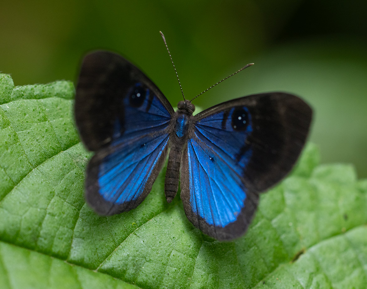 Blue-patched Eyed-Metalmark, (Mesosemia asa), Cartago Province, Costa Rica
