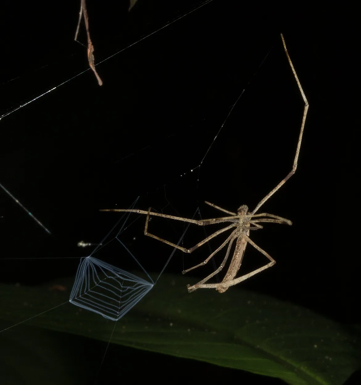 Deinopis net-casting spider from the Tambopata River region of Peru, hanging over a leaf with its squared capture web ready to cast