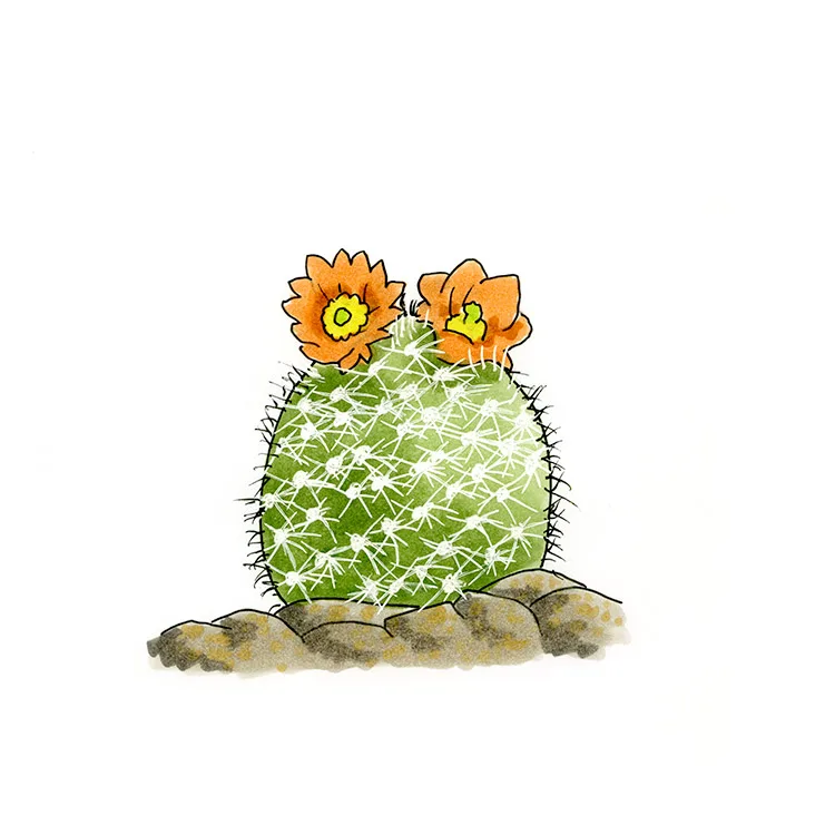 Watercolor illustration of a dense cory cactus (Escobaria dasyacantha), a white-spined dome with two orange flowers on rocky ground.