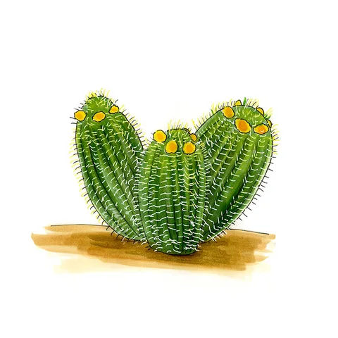 Watercolor illustration of a desert barrel cactus (Ferocactus cylindraceus), three ribbed barrels ringed with yellow buds.