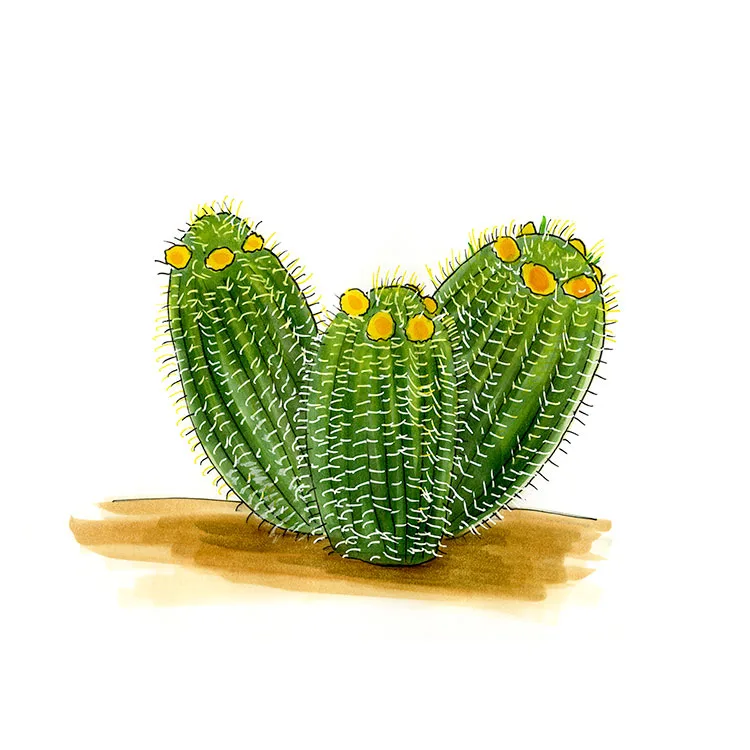Watercolor illustration of a desert barrel cactus (Ferocactus cylindraceus), three ribbed barrels ringed with yellow buds.