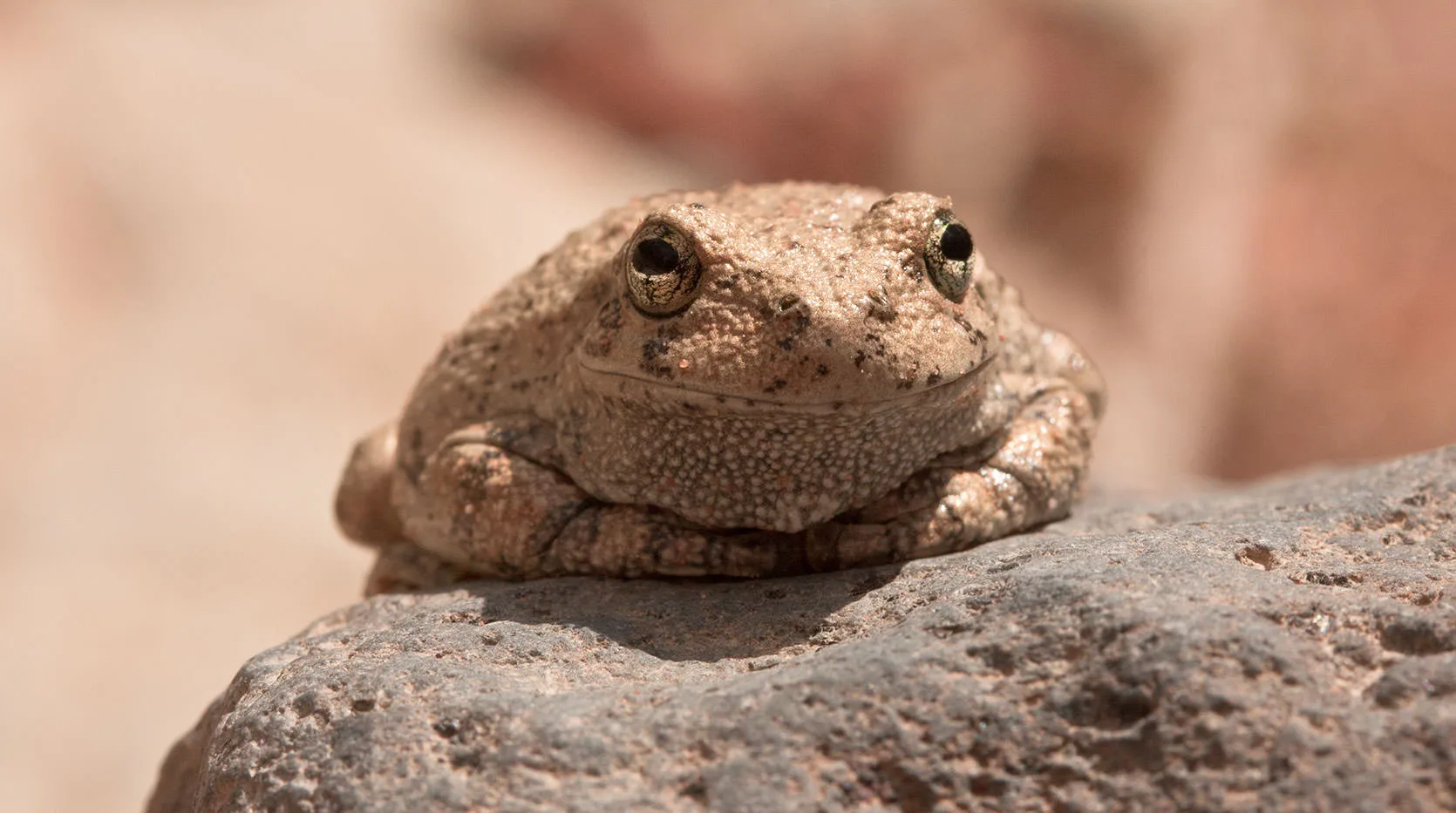 A canyon treefrog (Hyla arenicolor), sand-colored and warty, resting on a sun-warmed rock