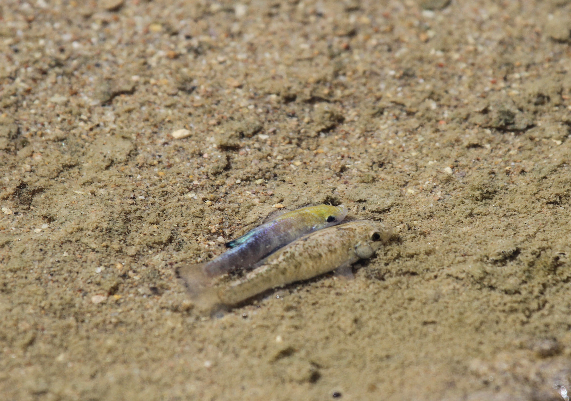 A pair of desert pupfish in shallow water at Salt Creek in Death Valley, with the male showing bright yellow and blue breeding colors beside a more camouflaged female.
