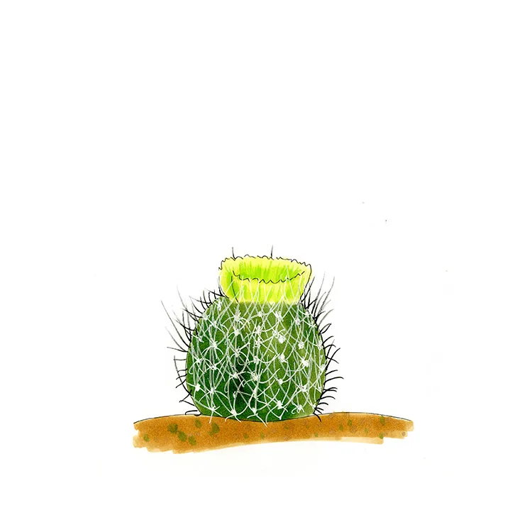 Watercolor illustration of a desert valley fishhook cactus (Sclerocactus scheeri), a small spiny barrel with a pale green-yellow flower.