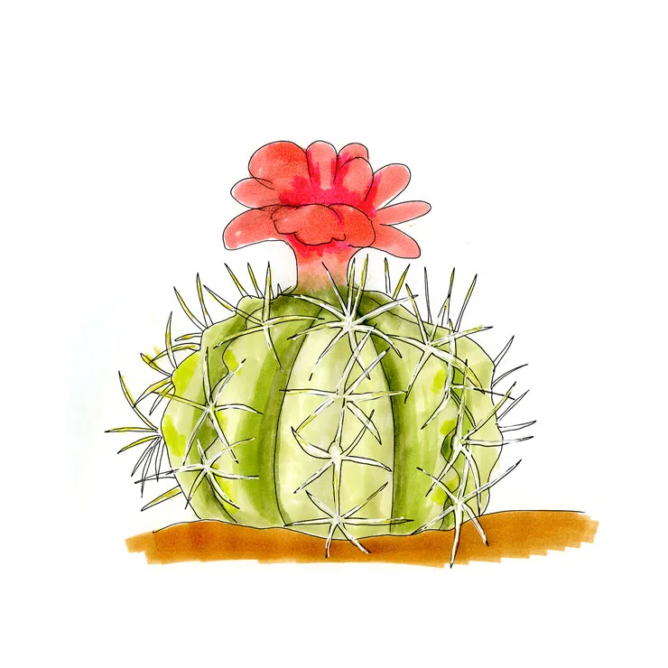 Watercolor illustration of a devil's head cactus (Echinocactus horizonthalonius), a ribbed blue-green barrel with a coral-pink flower.