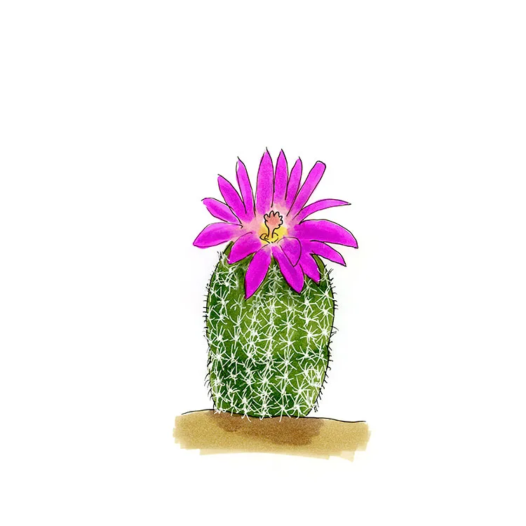 Watercolor illustration of a devilthorn (Echinocereus pseudopectinatus), a ribbed green column with a bright magenta flower.