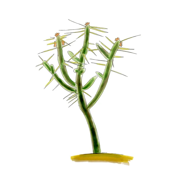 Watercolor illustration of a diamond cholla (Cylindropuntia ramosissima), a slender branching cactus bristling with long spines.