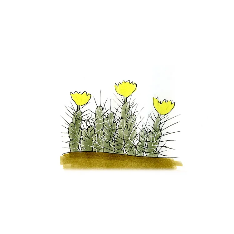 Watercolor illustration of a dog cholla (Grusonia schottii), a low mat of spiny stems with yellow flowers.