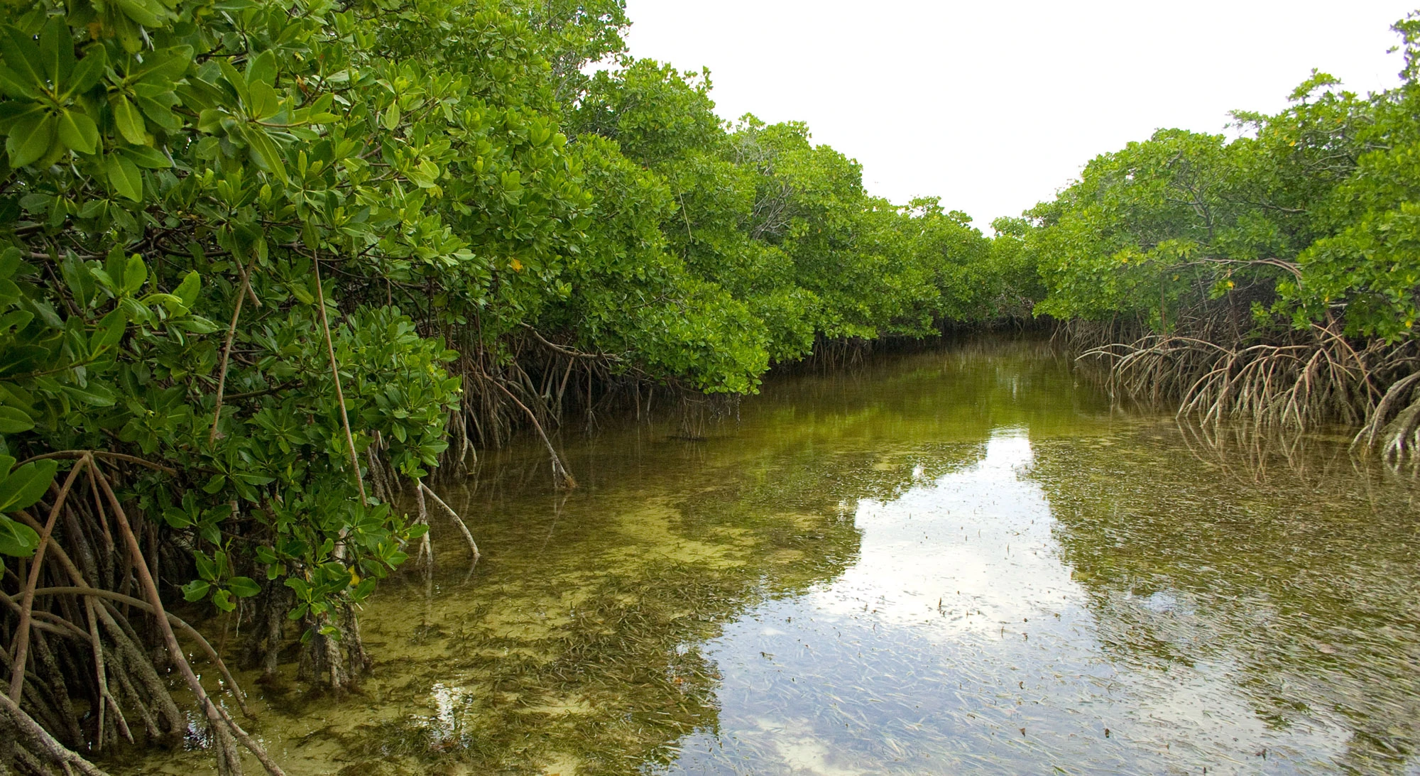 Mangroves and coral reef on Great Guana Cay, Bahamas