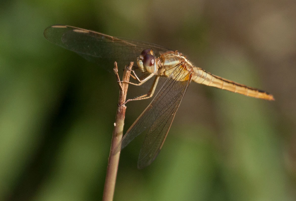Scarlet Skimmer (Crocothemis servilia) female in Kauaʻi, Hawaii—yellow-brown female morph