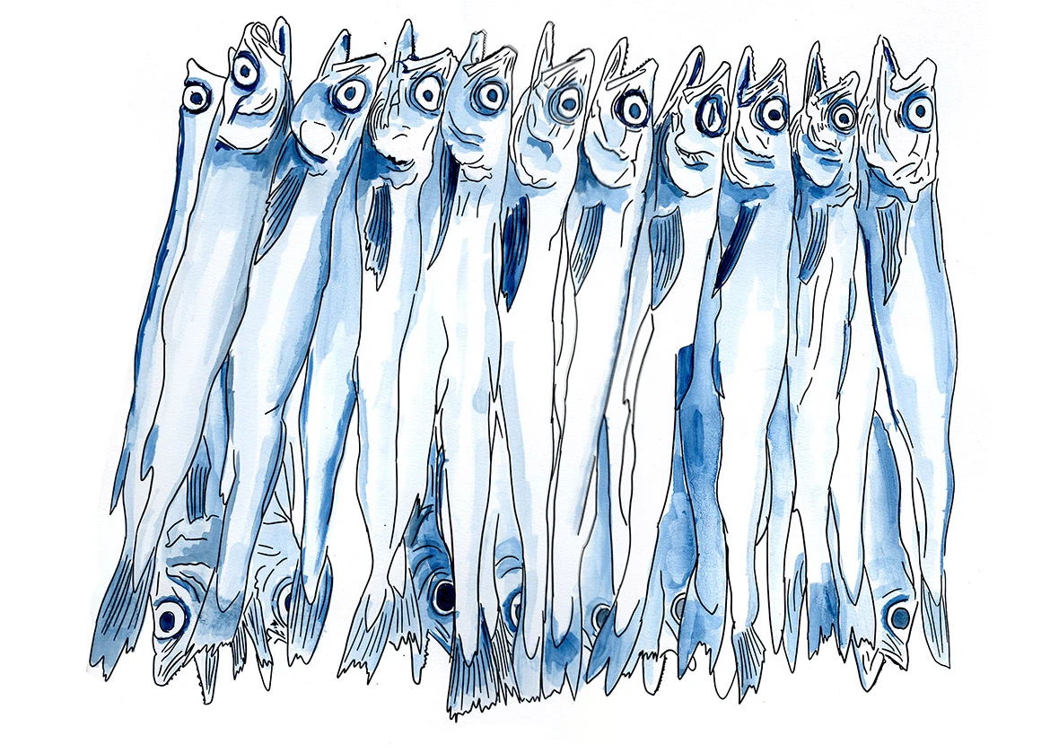 Watercolor sketch of dried Alaska pollock bundled in rows at Jungbu Market in Seoul, with their long narrow bodies and wide-eyed expressions hanging in vertical clusters.