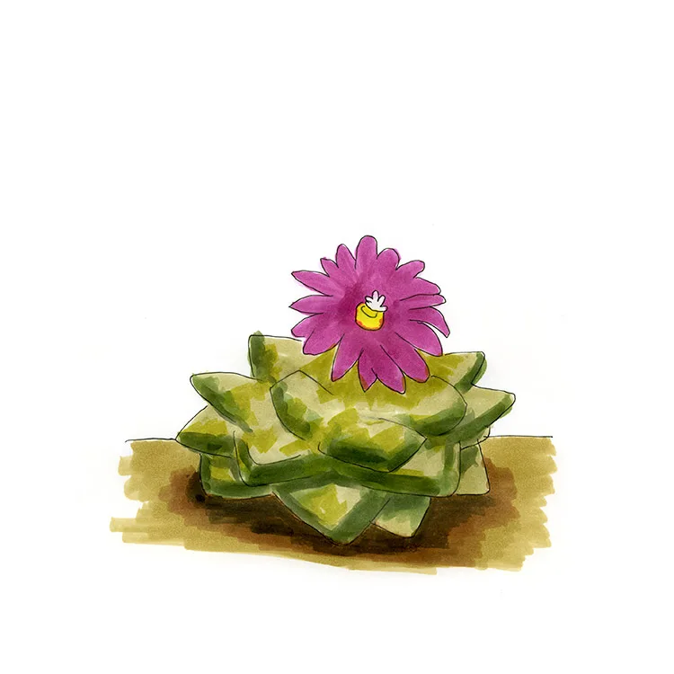 Watercolor illustration of dry whiskey (Ariocarpus fissuratus), a flat, rock-like rosette with a magenta flower.