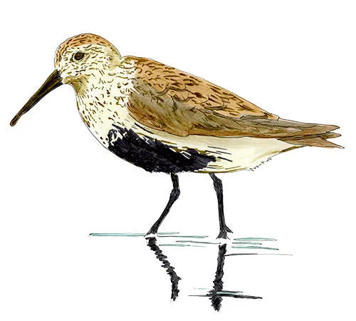 Watercolor and Copic marker sketch of a Dunlin (Calidris alpina), by Erik Gauger.