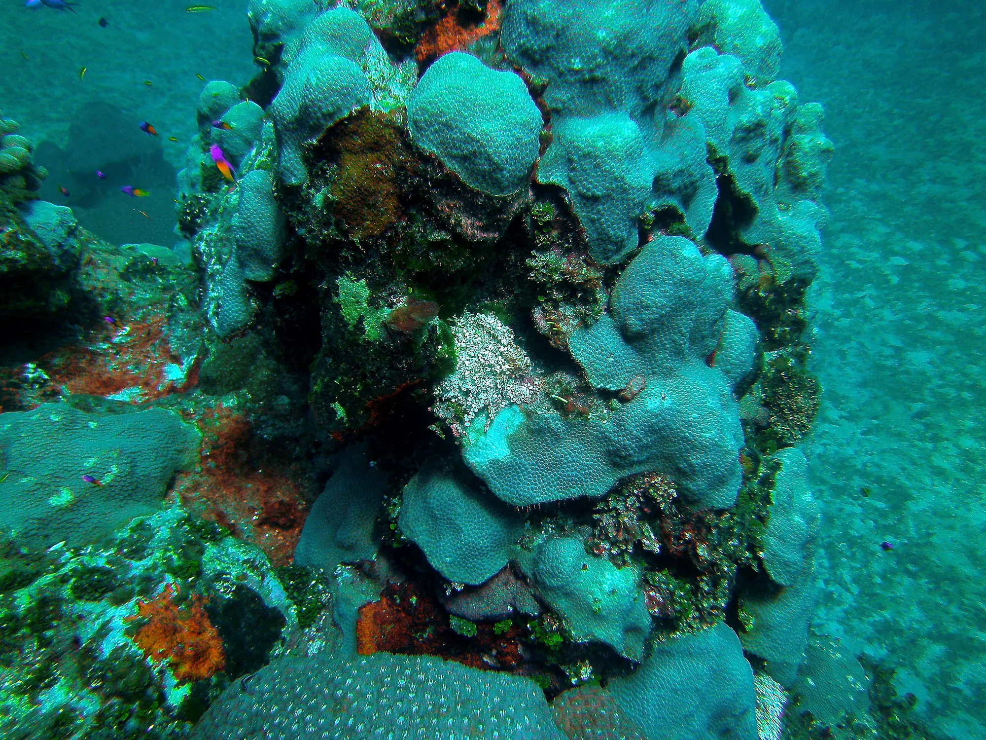 A coral head near Bakers Bay with bleaching corals and weedy algae