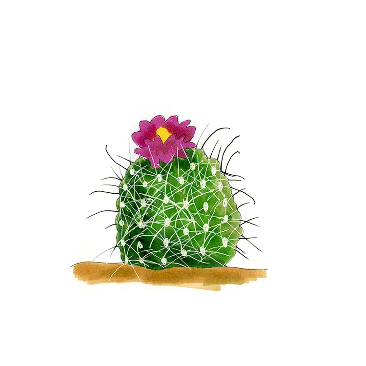 Watercolor illustration of an eagle claw cactus (Sclerocactus parviflorus), a round cactus with hooked spines and a magenta flower.