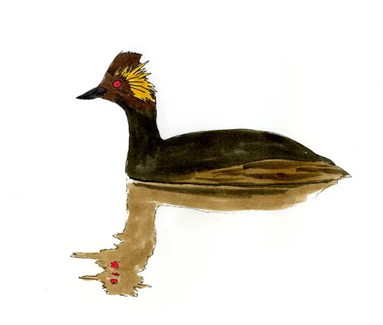 Watercolor and Copic marker sketch of an Eared Grebe (Podiceps nigricollis), by Erik Gauger.