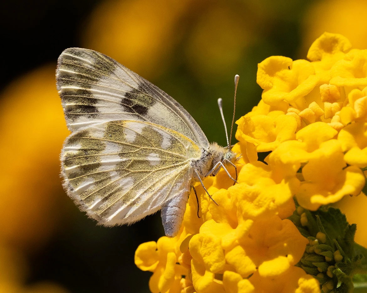 Eastern Bath White (Pontia edusa), Vittoria, Sicily, Italy