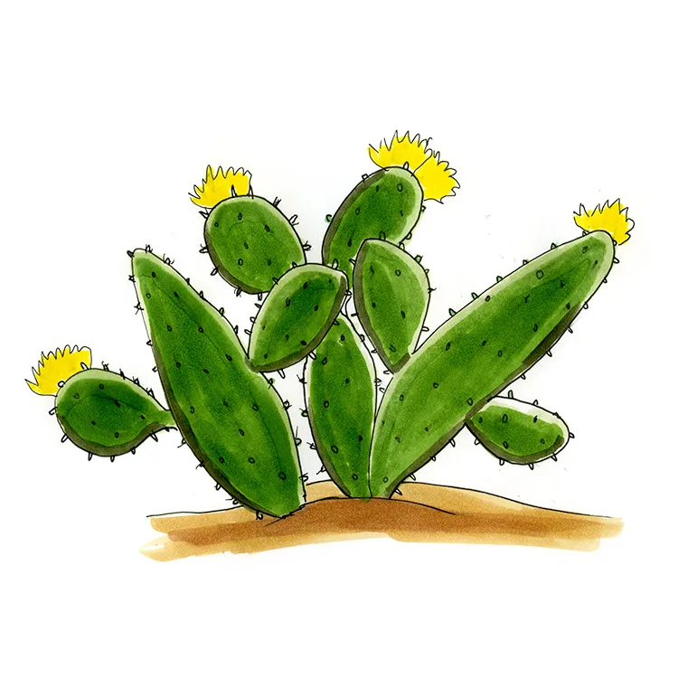 Watercolor illustration of an eastern pricklypear (Opuntia humifusa), broad green pads with yellow flowers.
