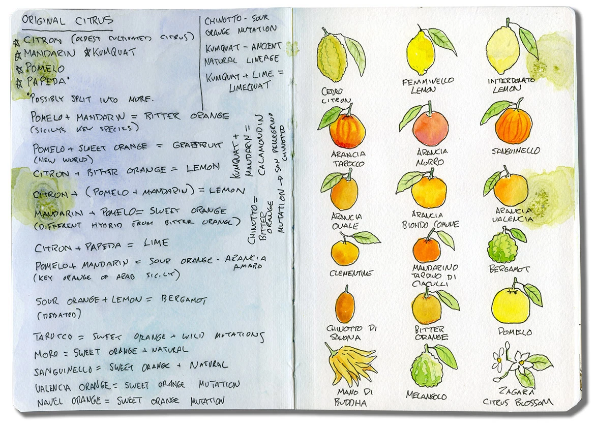 Sketch journal spread with notes on the citrus of eastern Sicily and a watercolor of a Piaggio Ape fruit truck