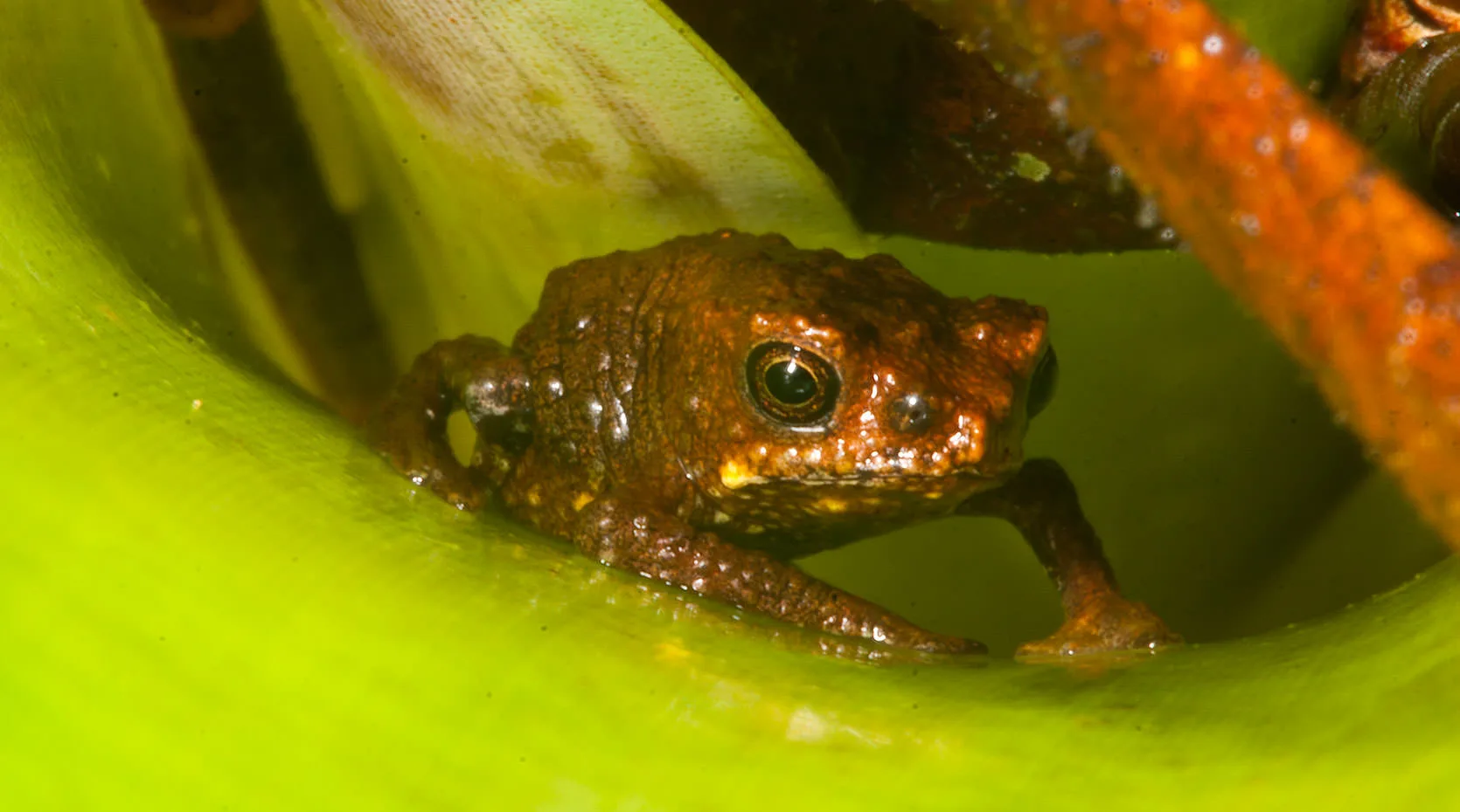 A small brown Andean toadlet tucked into the green axil of a leaf, Ecuador